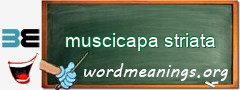 WordMeaning blackboard for muscicapa striata